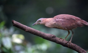 ������Ұ�������г�ദ�������ﹲ��������