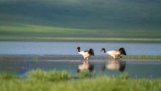 ��ԭ.����