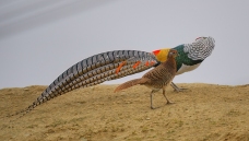 �׸�����