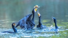 ��Χ����