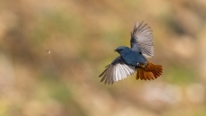 ����Ŀ��