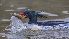 动物精华更多遥望远方------作者:小小刚刚瞭望作者:沙里淘金紫貂作者