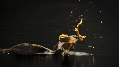 ��ͷPTϷ����