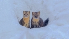 ѩ��С����һ����