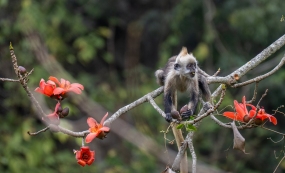 ľ�޴����ͷҶ��Ĵ����ܾ�