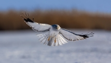 չ�ᡪ����β��