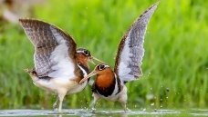 ����֮��