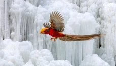 ǧ���ѩһĨ��