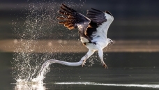 ���ض���