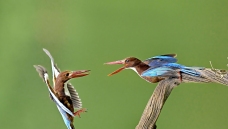 �Զ�
