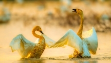 ��⹲��