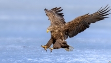 ��β����