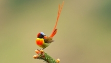 ����ɽ��β