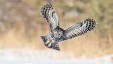 ˪������