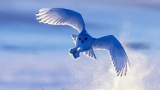 ����ѩӭ����