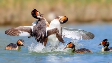 ��ս����