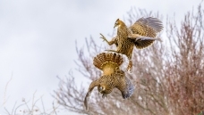 ��������