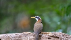 ��ͷ������