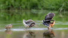 ��ˮ�̱��� -�����Ĵ�