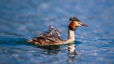 �������޿�����