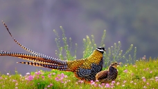 �����еġ�������Ů��