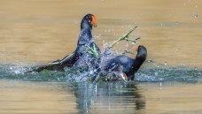 �ƾ�����