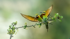 �����仢 10