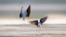 ����˫��