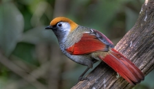 ��β����