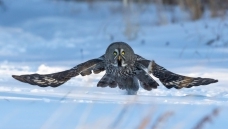 ����һ��ѩ