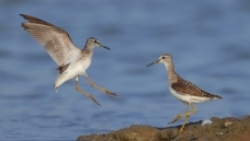 ��Զǧ�������----����