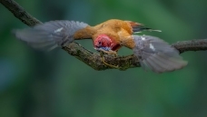 Яʳ�鳲