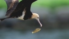 ʧ��