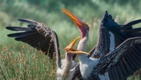 ���ٶ���