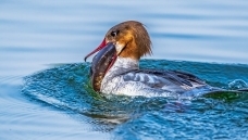 ���ô�һ���㡷