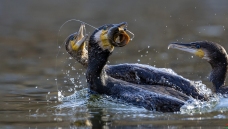 ��������-----���