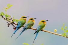 ��ש����