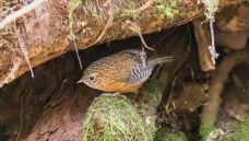 �߳�����