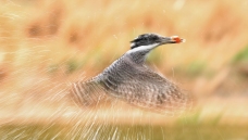 ���ţ��ڷɣ�