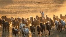 Ϧ��������