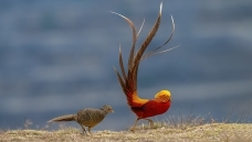 �����ȷ�