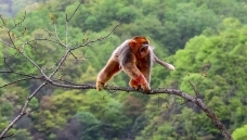 ����˿��