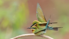 ������ȼ��