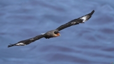 ��ͷ����