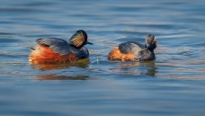 �������