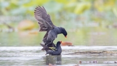 ����Ĺ���