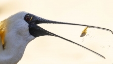 �ڽ�����