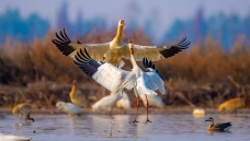 �׺�����