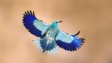 ���ط�ɮ