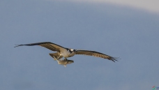 ���ض���